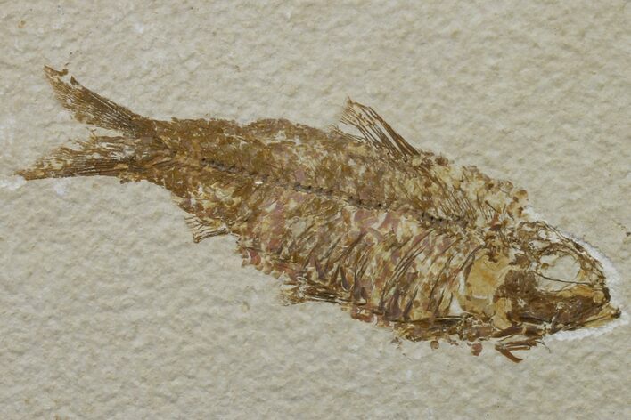 Fossil Fish (Knightia) - Wyoming #159537